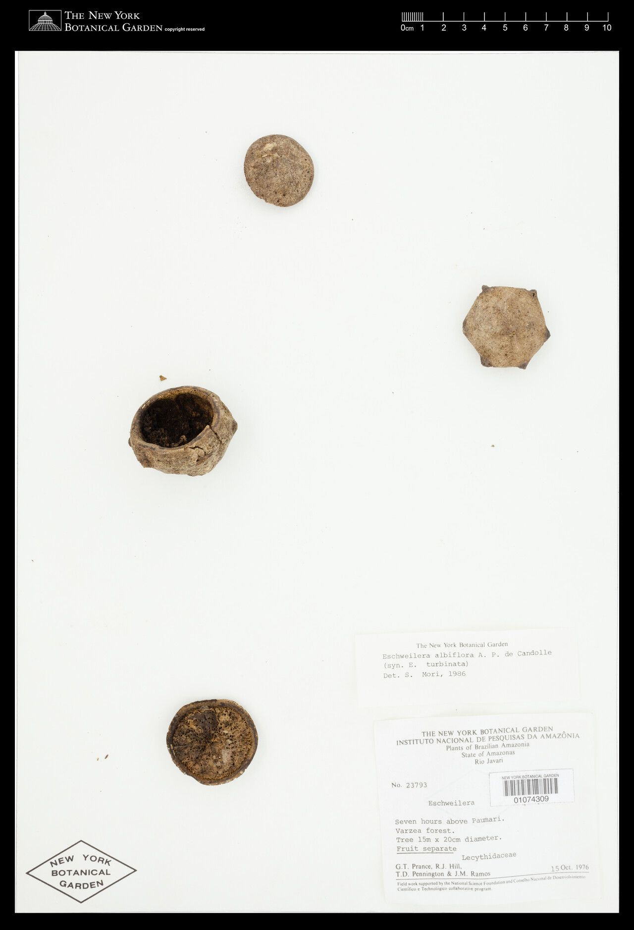 Eschweilera albiflora flower