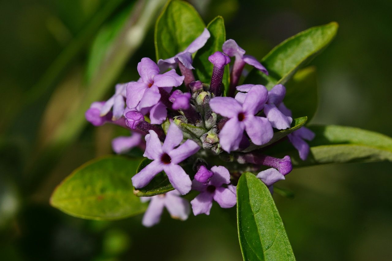 Buddleja alternifolia flower