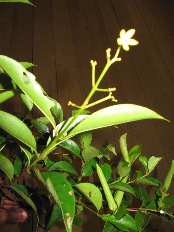 Vismia cayennensis flower