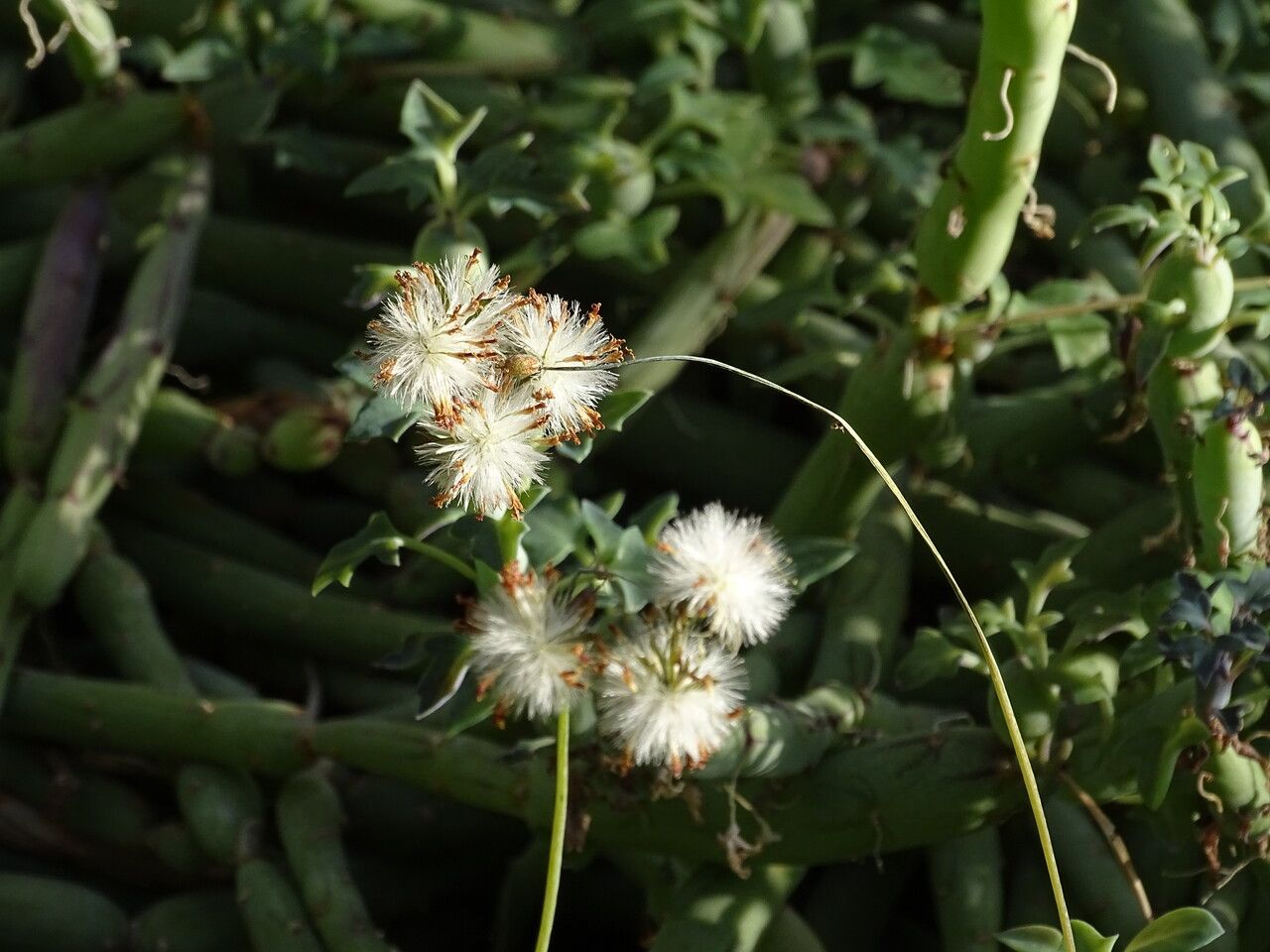 Senecio articulatus fruit