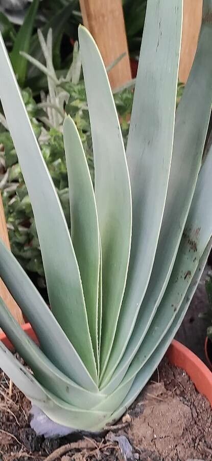 Kumara plicatilis — related species from the same genus