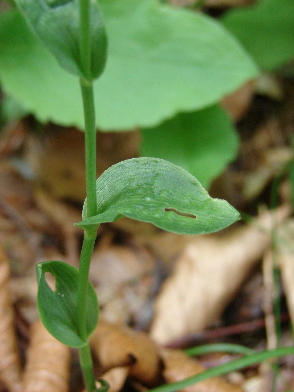 Epipactis exilis leaf