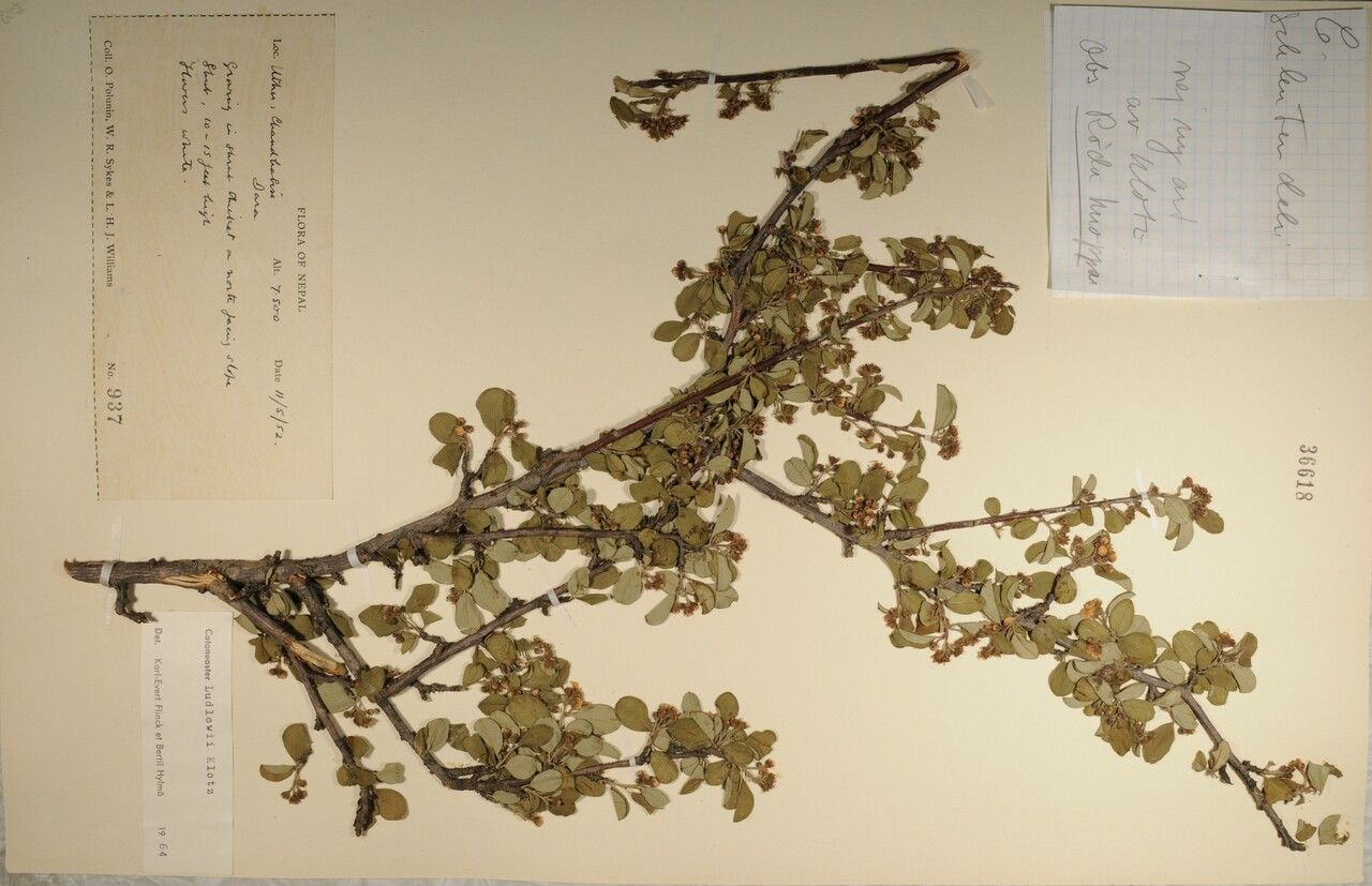 Cotoneaster soongoricus — houseplant care guide