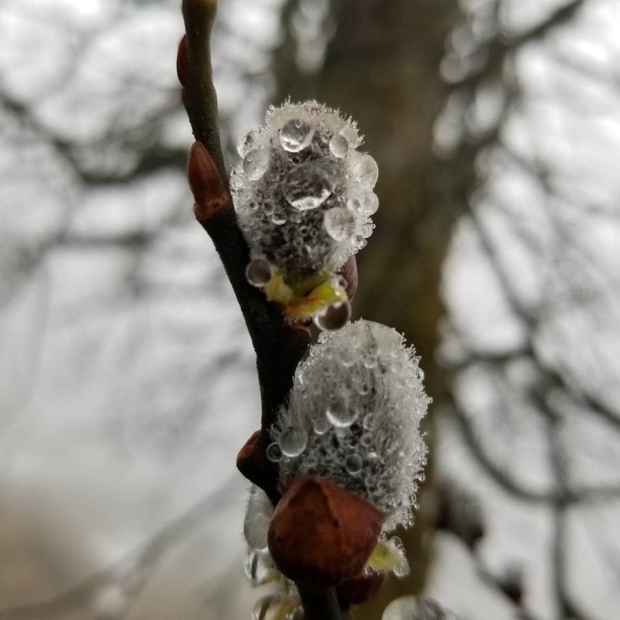 Salix appendiculata fruit