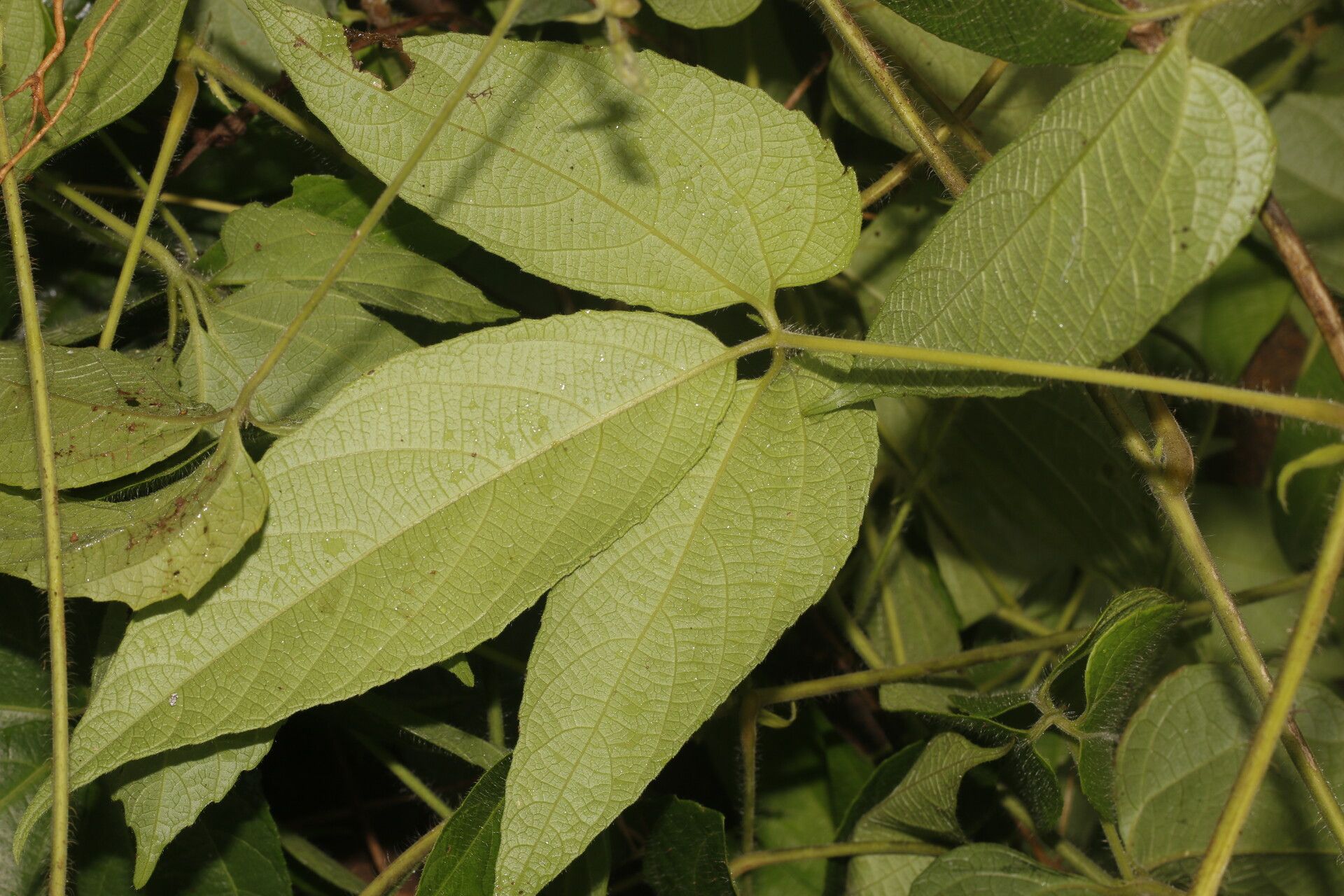 Dalechampia websteri leaf