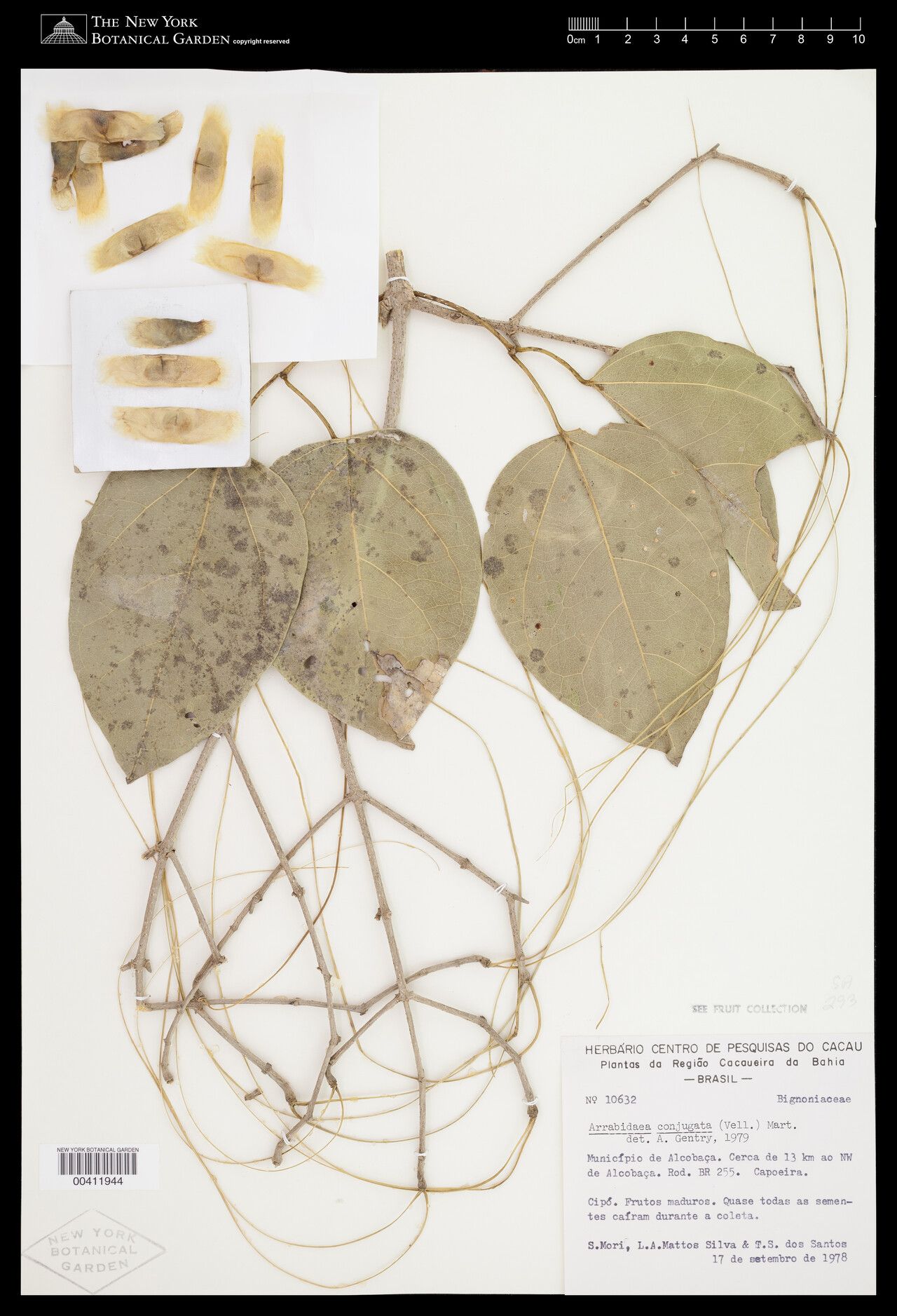 Fridericia conjugata leaf