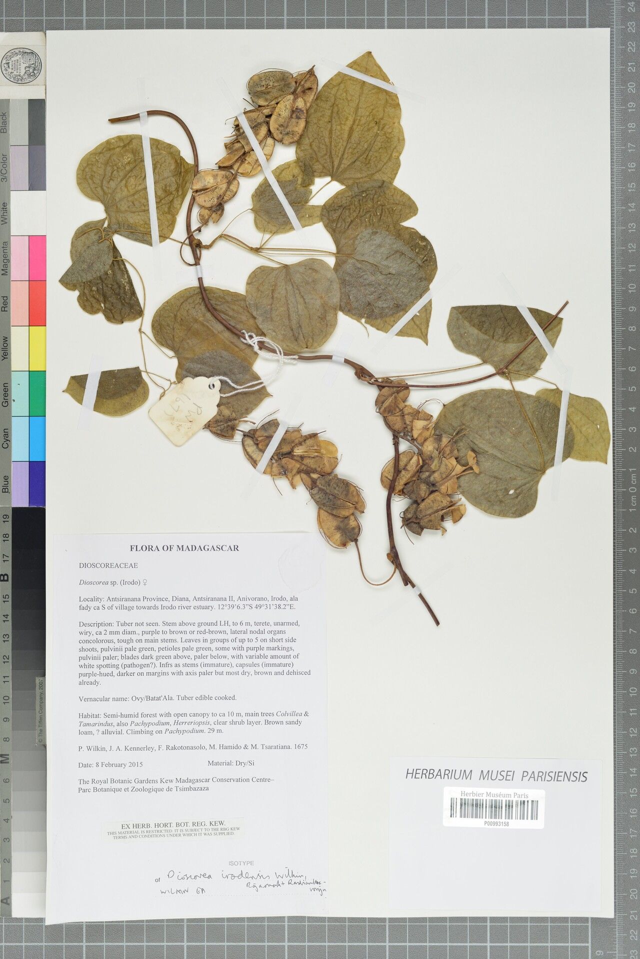 Dioscorea irodensis — houseplant care guide