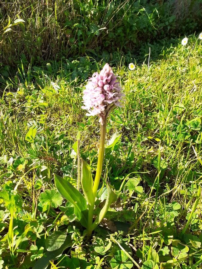 Neotinea conica habit