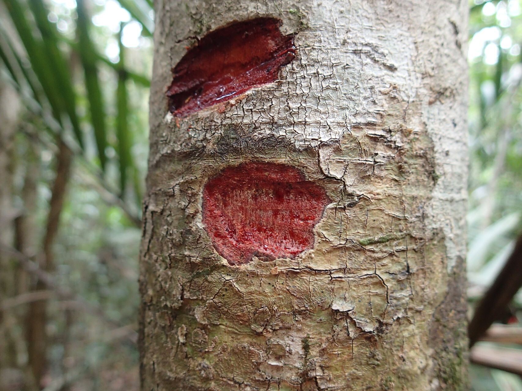 Baloghia bureavii bark