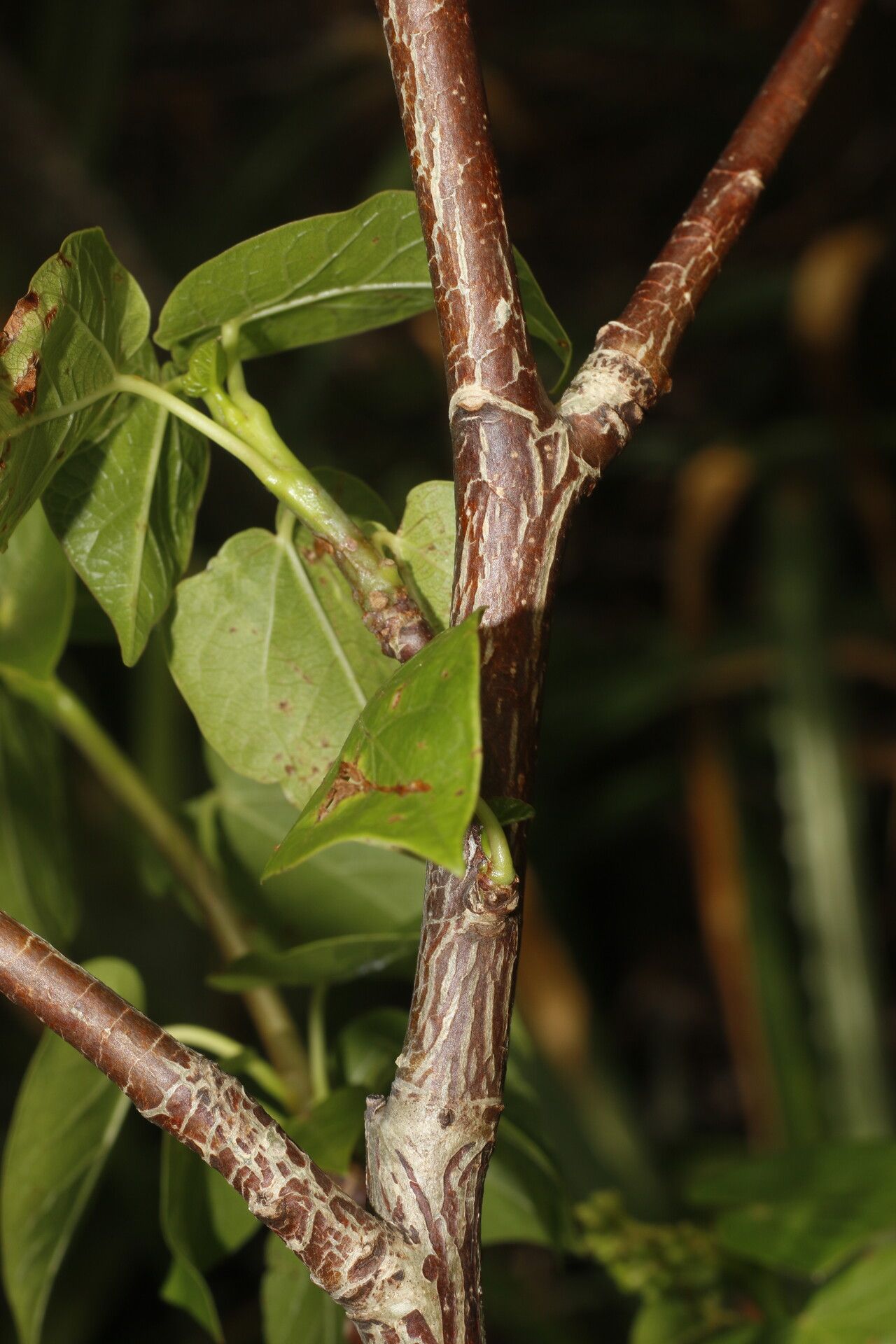 Jatropha stevensii leaf
