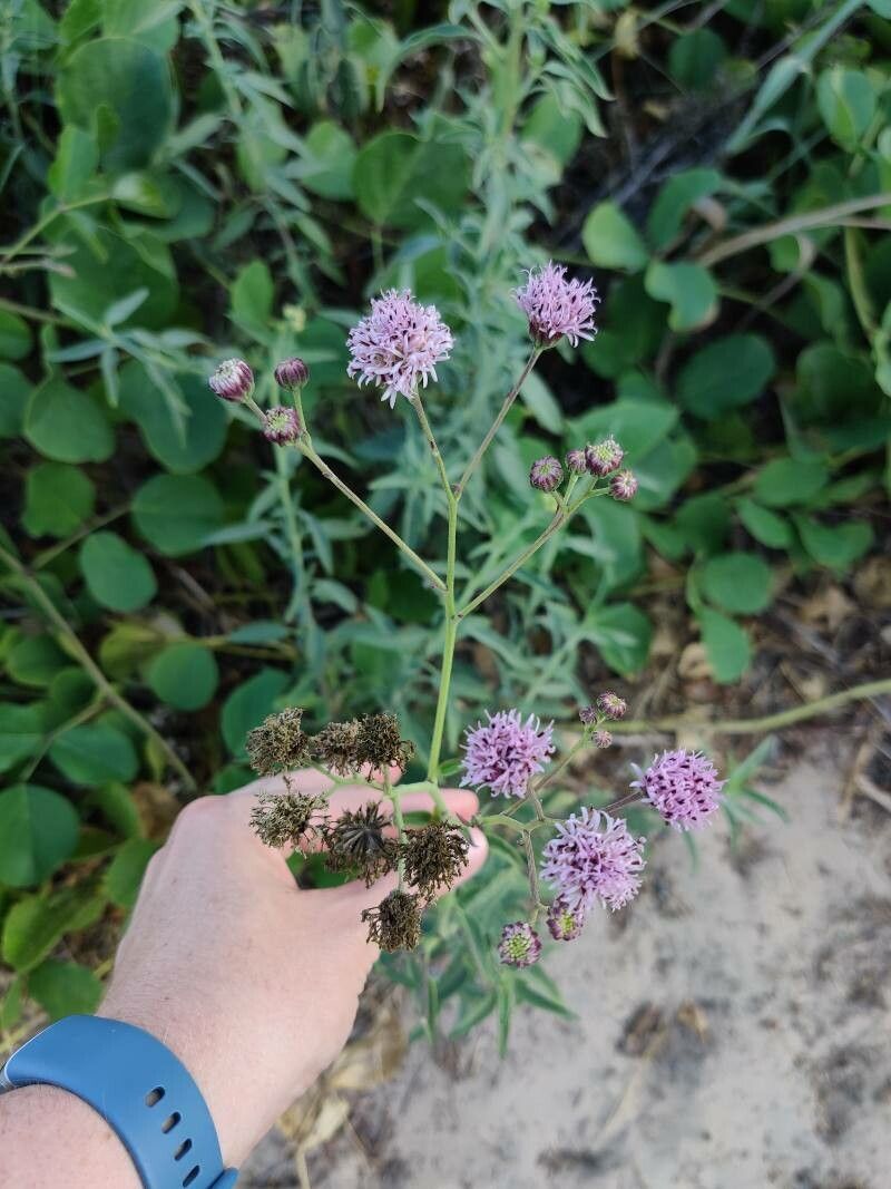Palafoxia texana flower