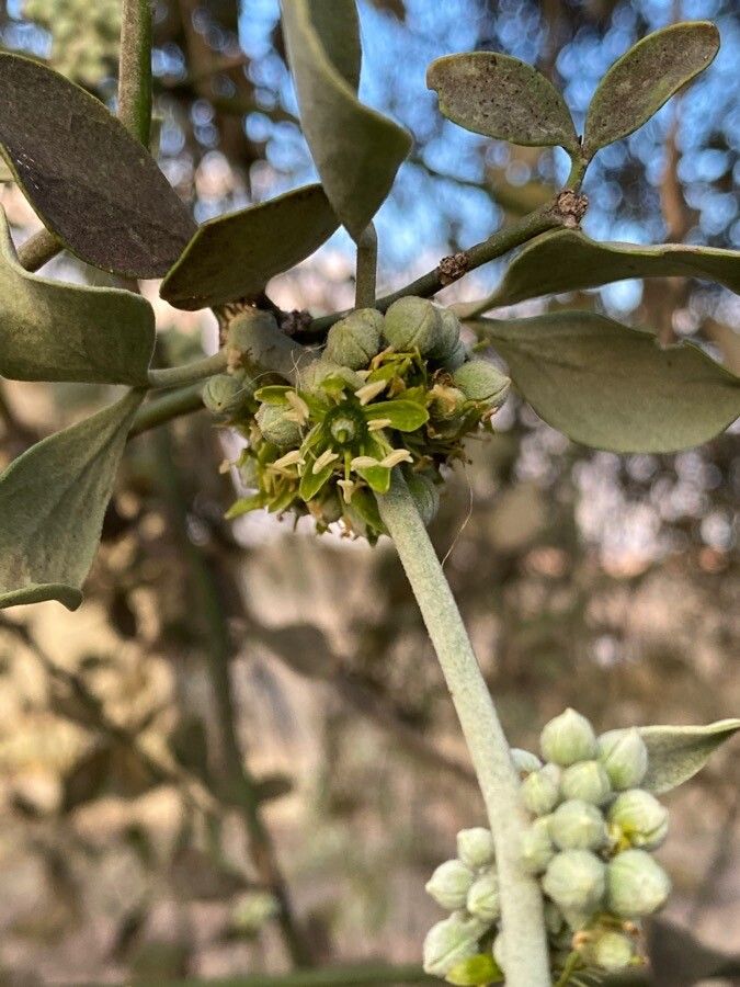 Balanites glabra flower
