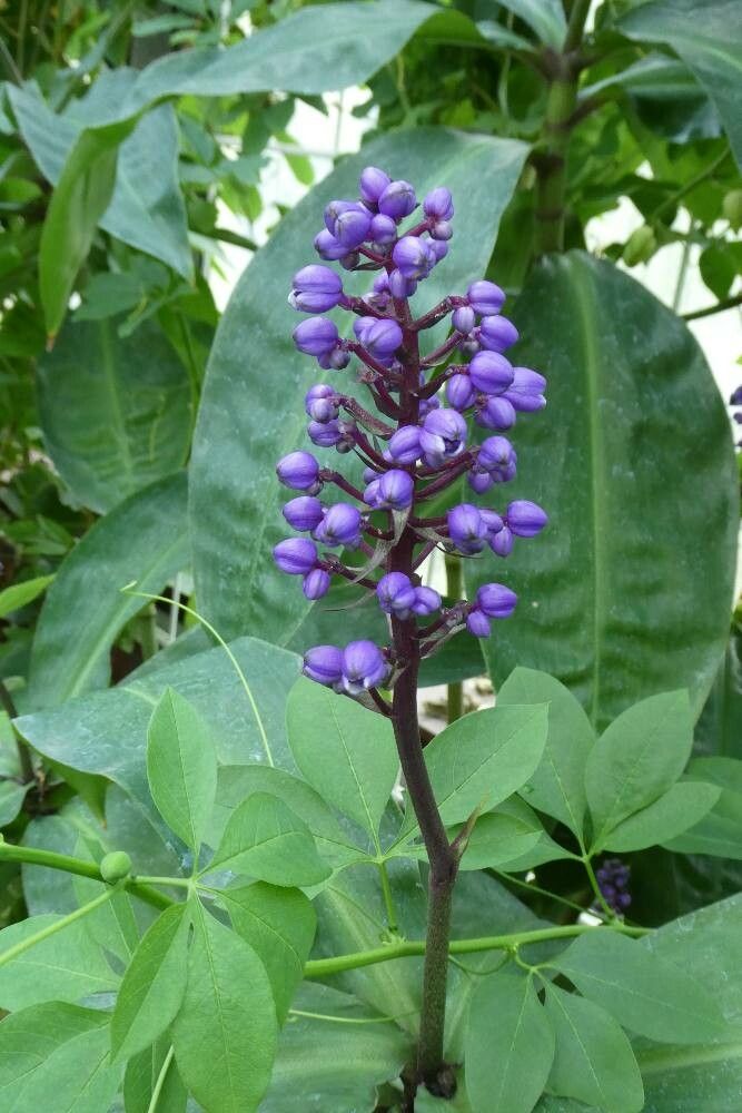 Dichorisandra thyrsiflora — search result for 'Commelinaceae'