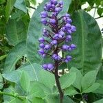 Dichorisandra thyrsiflora