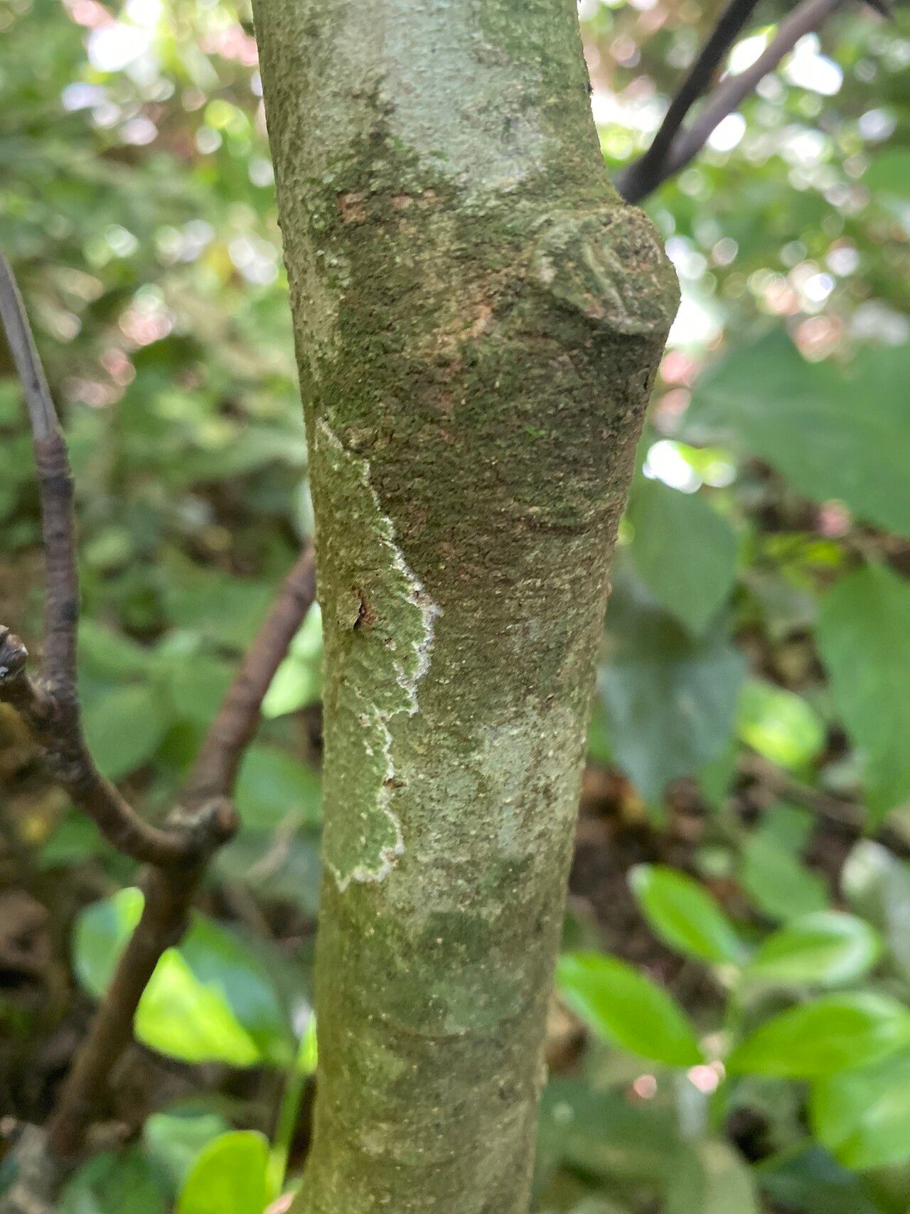 Strychnos mitis bark