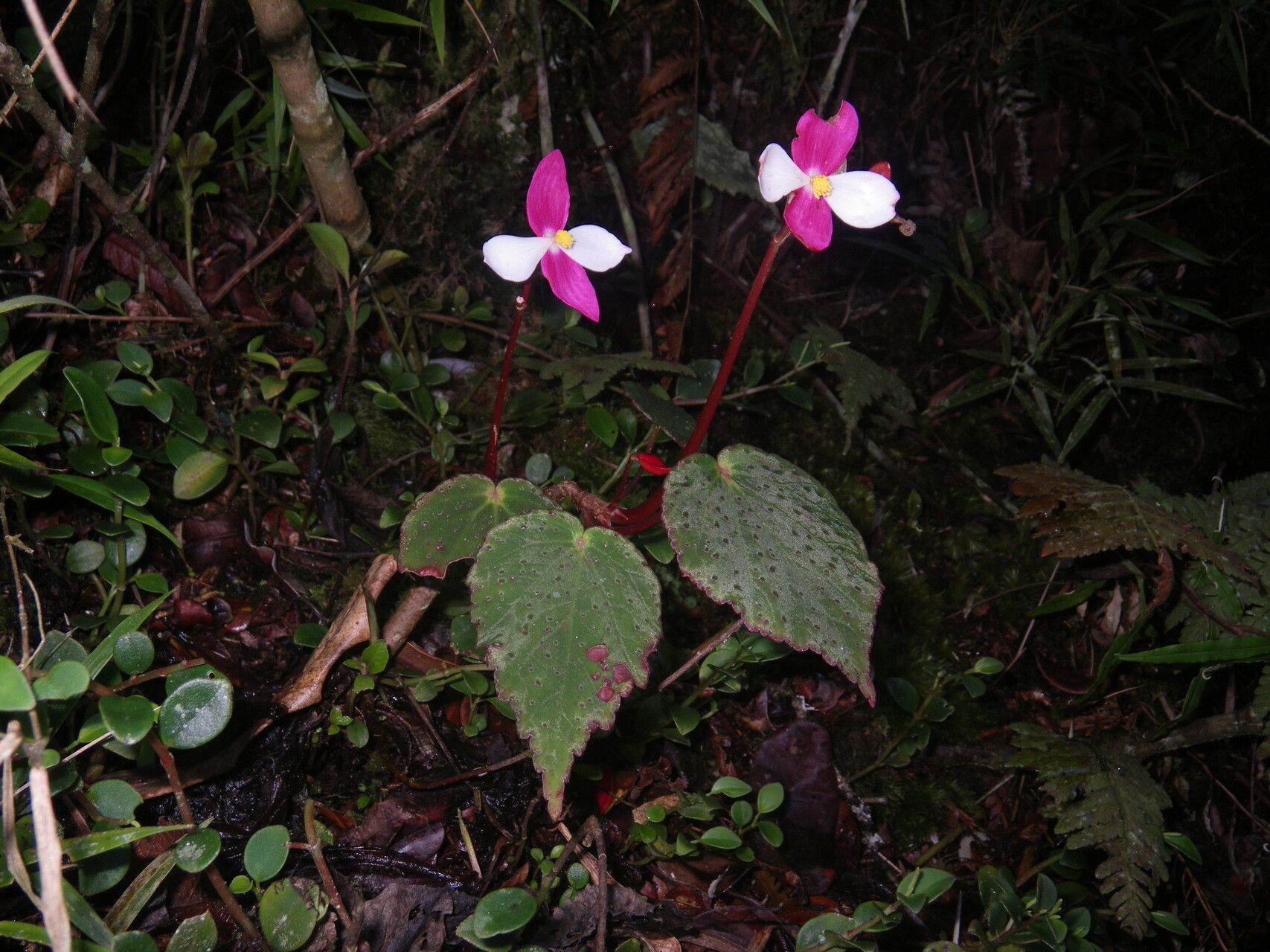 Begonia betsimisaraka habit