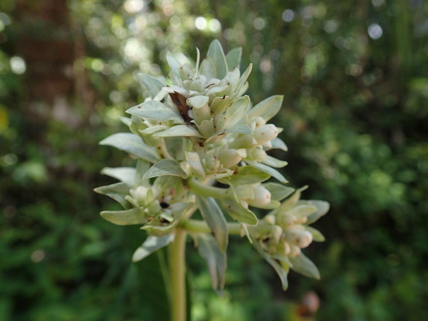 Gaertnera phyllosepala — houseplant care guide