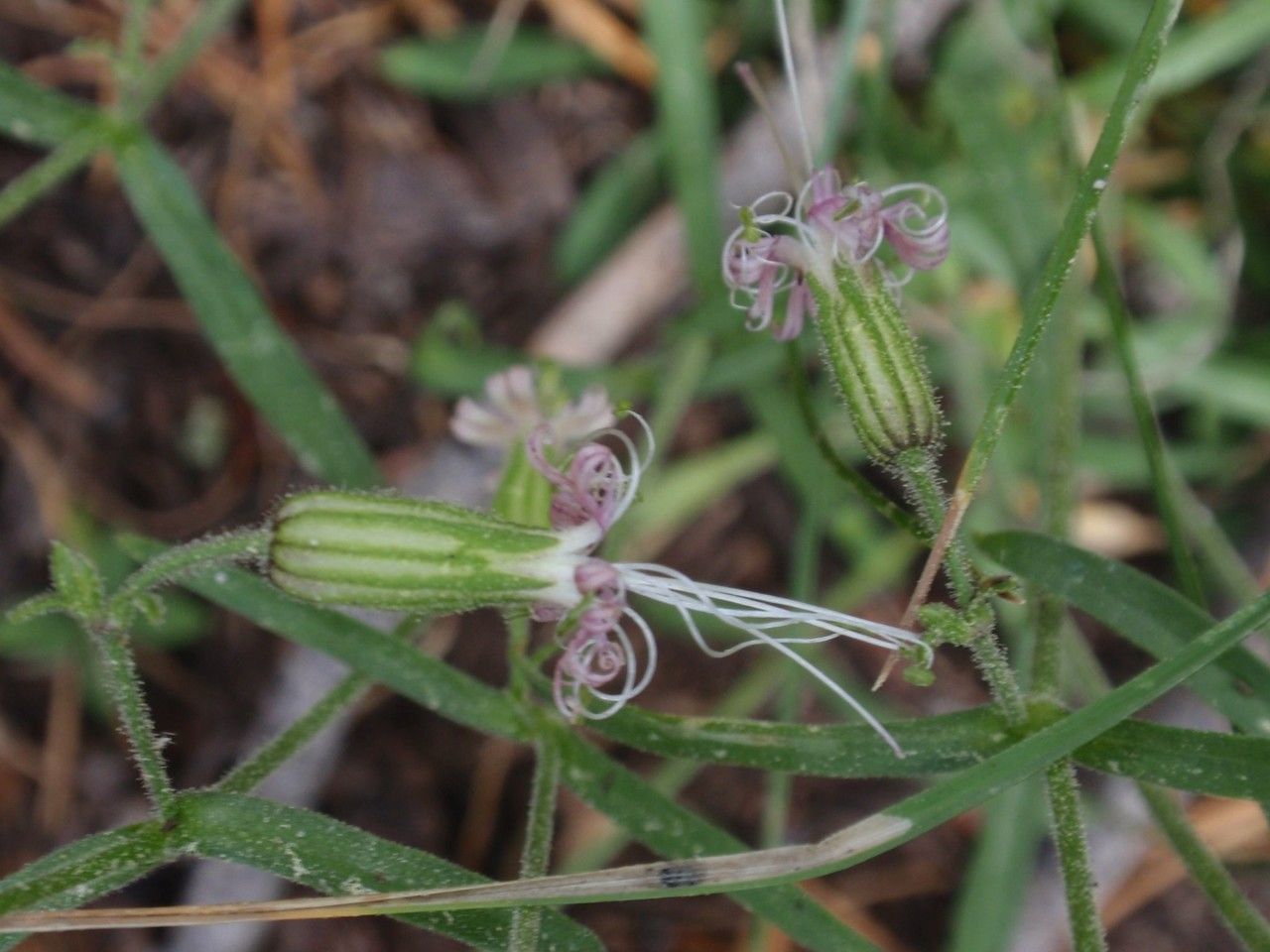 Silene lemmonii habit