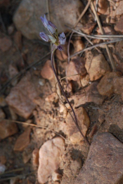 Allium parryi — houseplant care guide