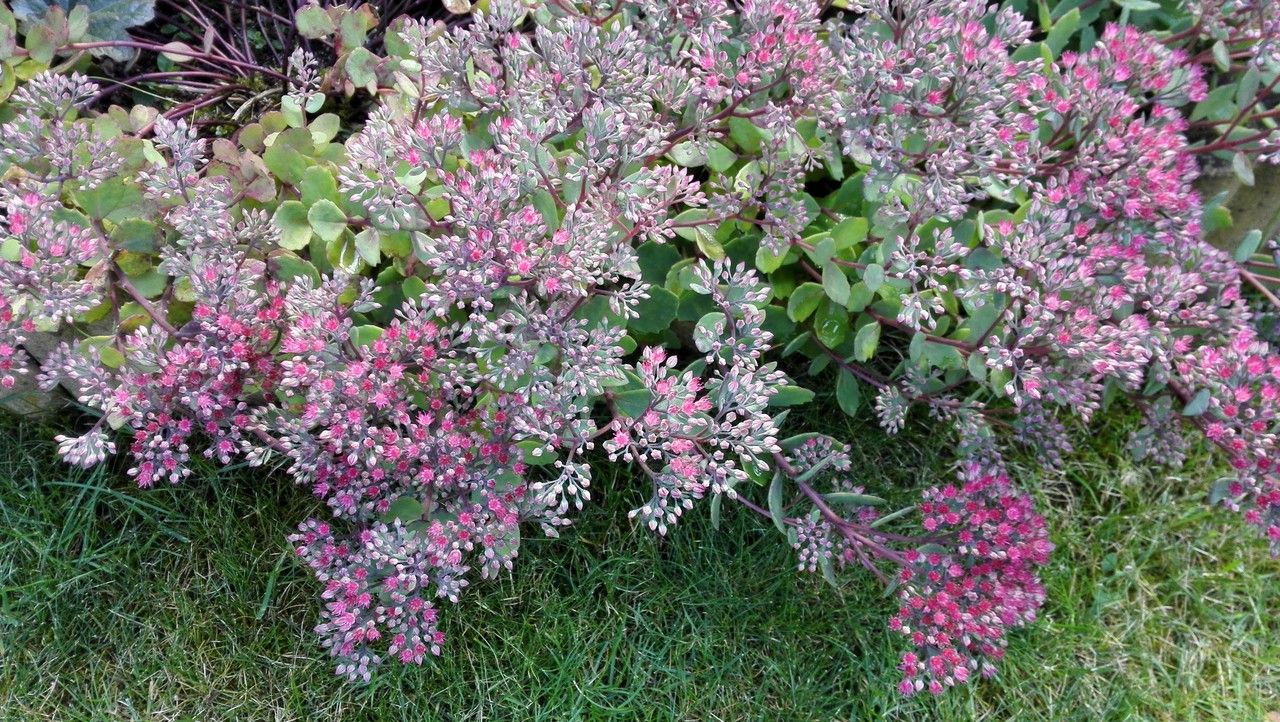 Sedum sieboldii habit