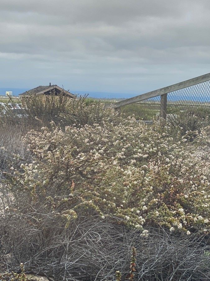 Lepidium fremontii flower