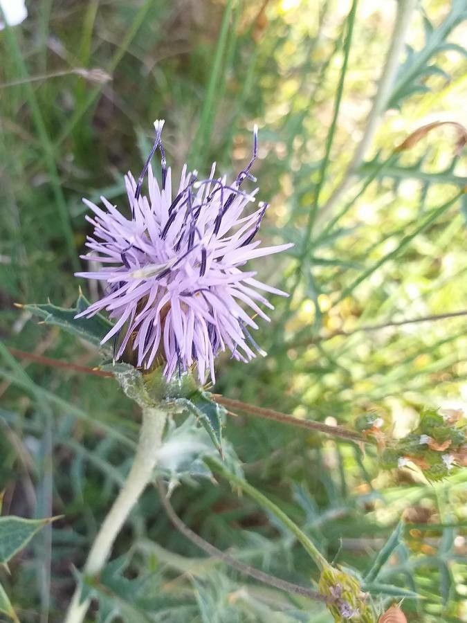 Carthamus carduncellus flower