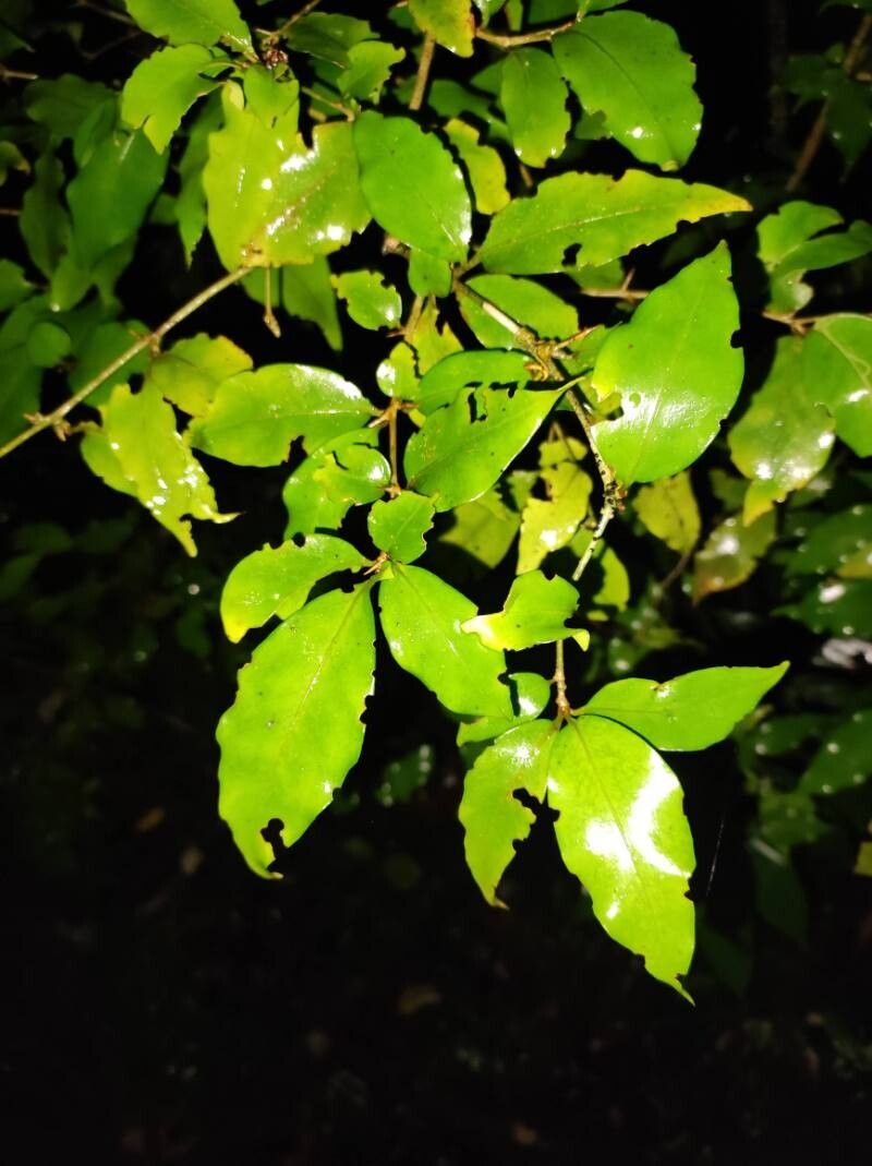 Randia brenesii leaf