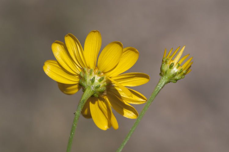 Gutierrezia wrightii flower