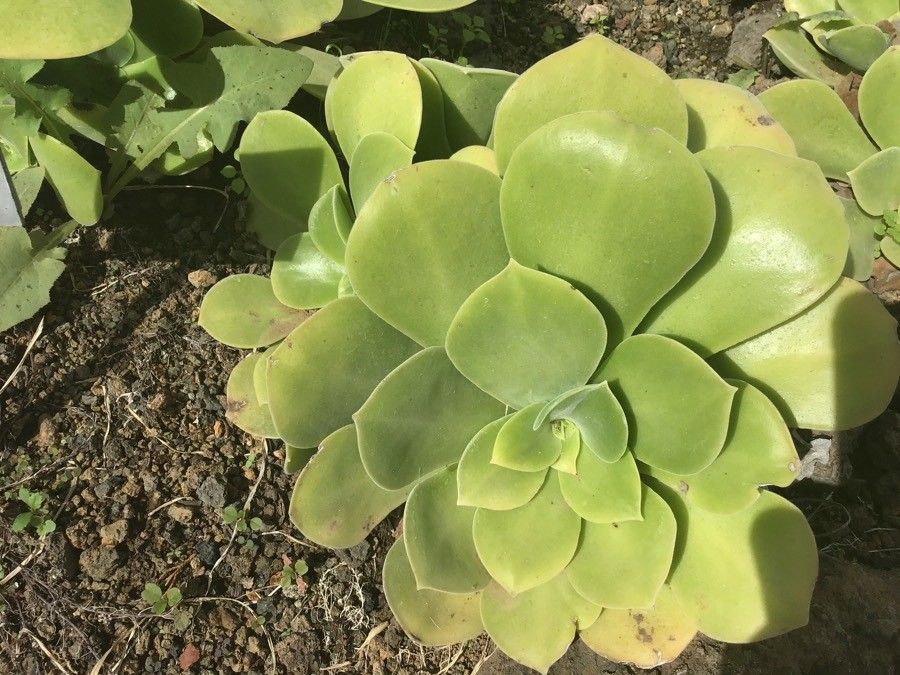 Aeonium palmense — search result for 'Aeonium'