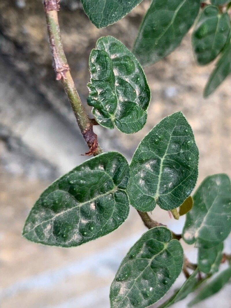 Ficus heterophylla leaf