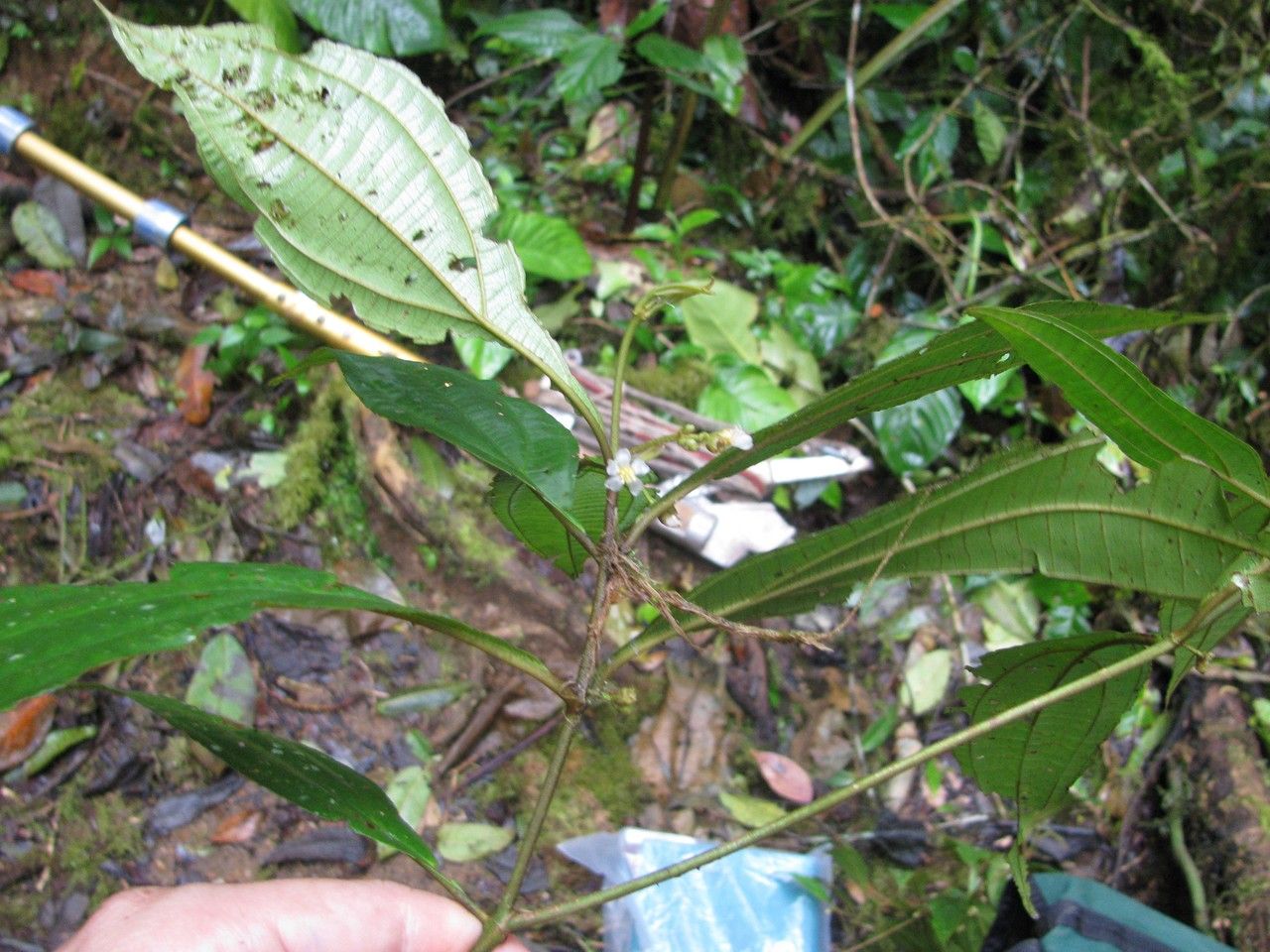 Clidemia fraterna other