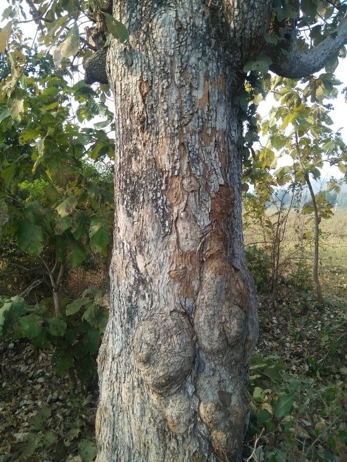 Terminalia bellirica bark