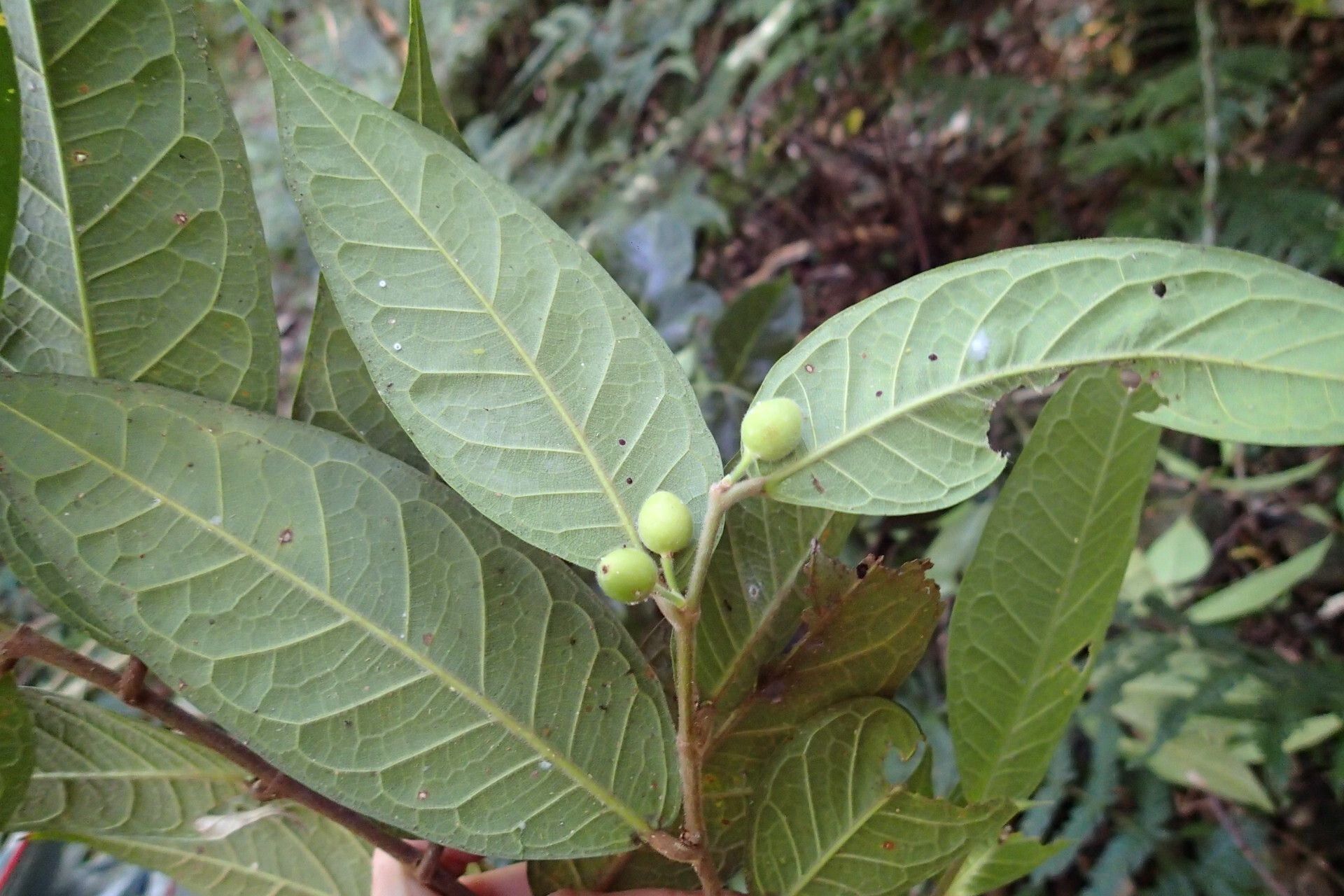 Ficus versicolor fruit