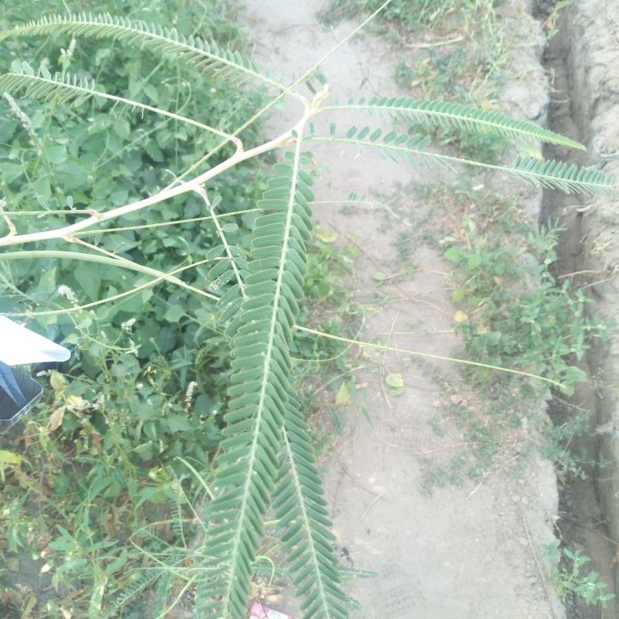 Sesbania bispinosa leaf