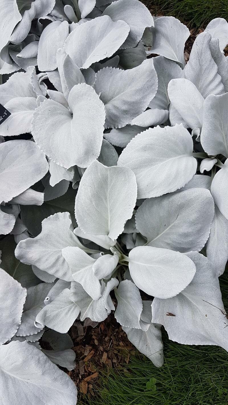 Senecio candidans flower