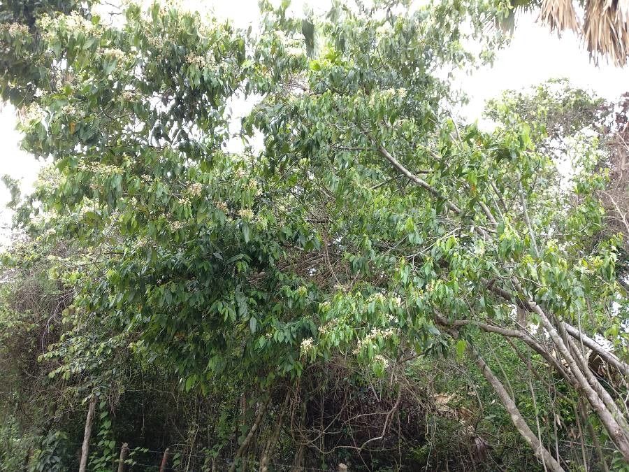 Ocotea membranacea habit