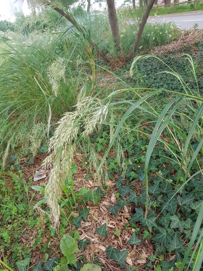 Eragrostis japonica flower