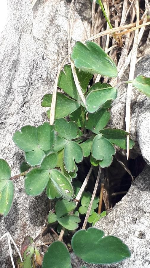 Aquilegia einseleana leaf
