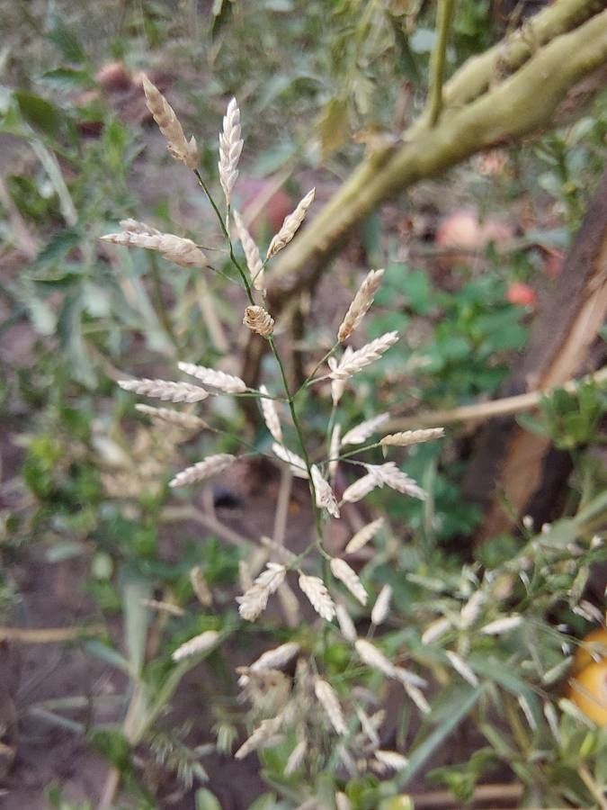 Eragrostis cilianensis fruit