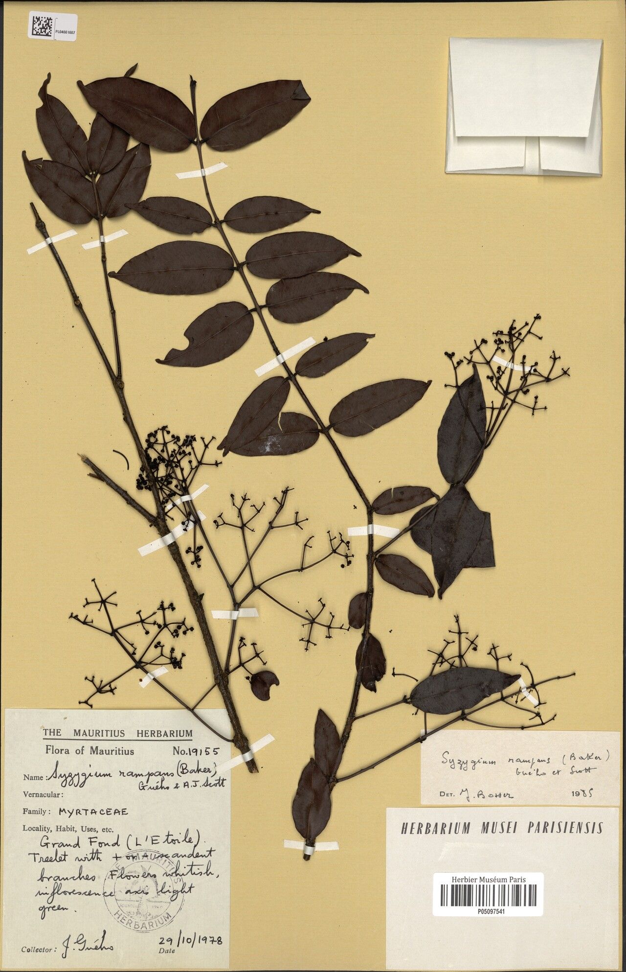 Syzygium rampans — houseplant care guide