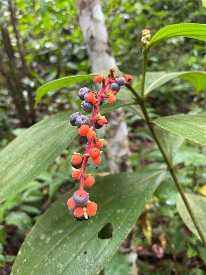 Miconia secungrandifolia fruit