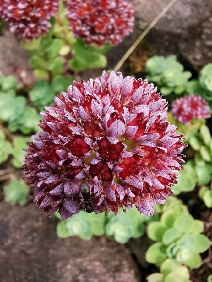 Sedum anacampseros flower