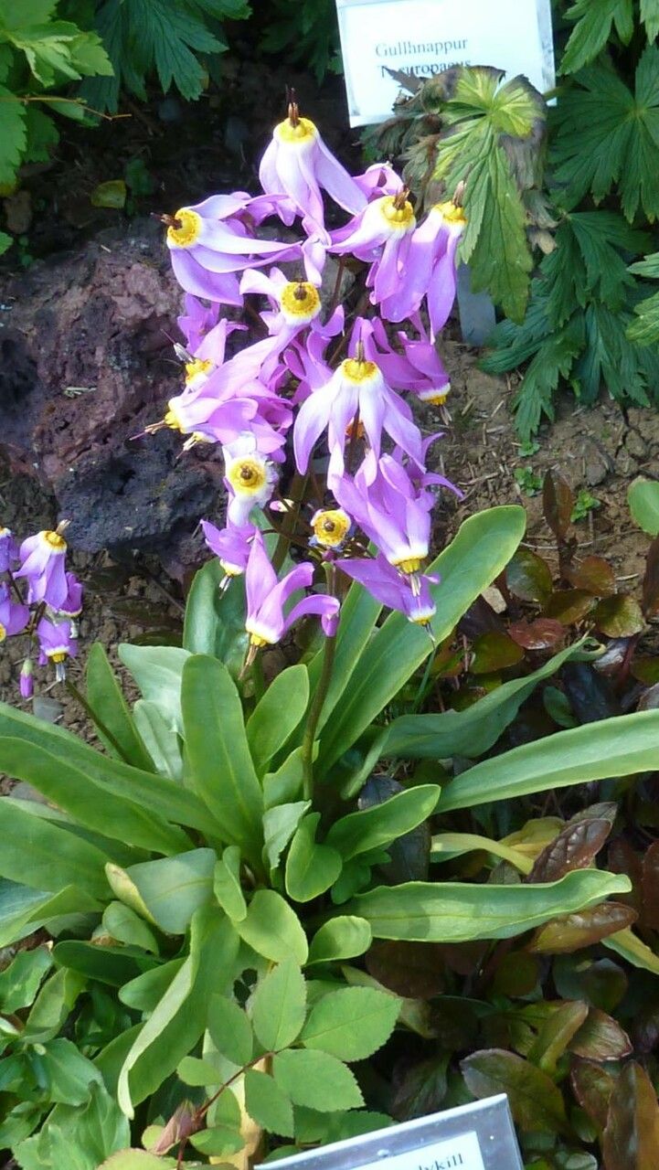 Dodecatheon meadia flower