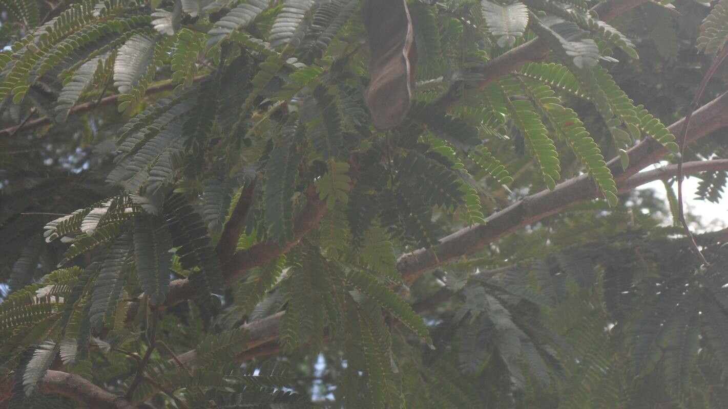 Senegalia riparia fruit