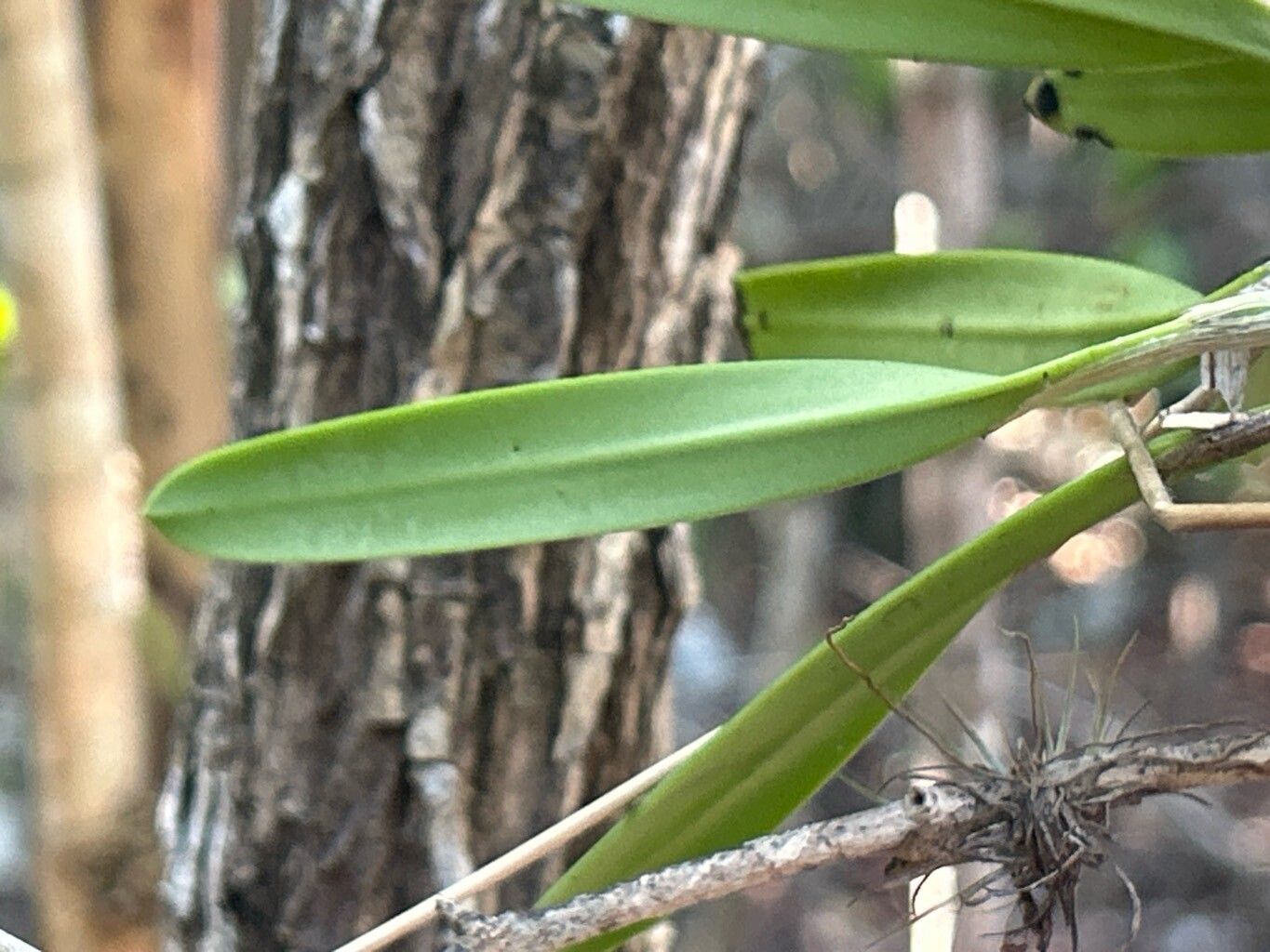 Broughtonia lindenii — related species from the same genus