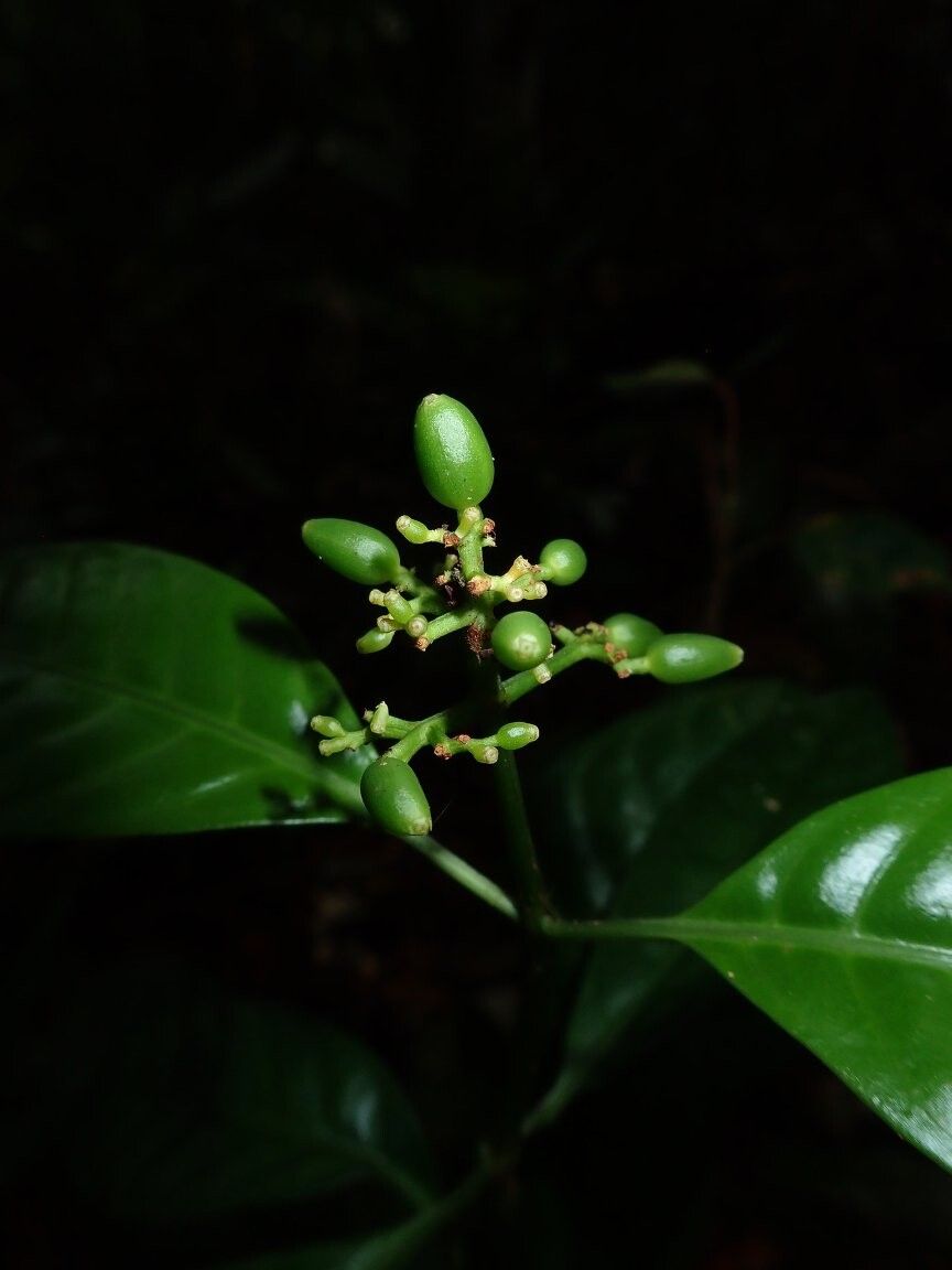 Psychotria reitsmarum — houseplant care guide