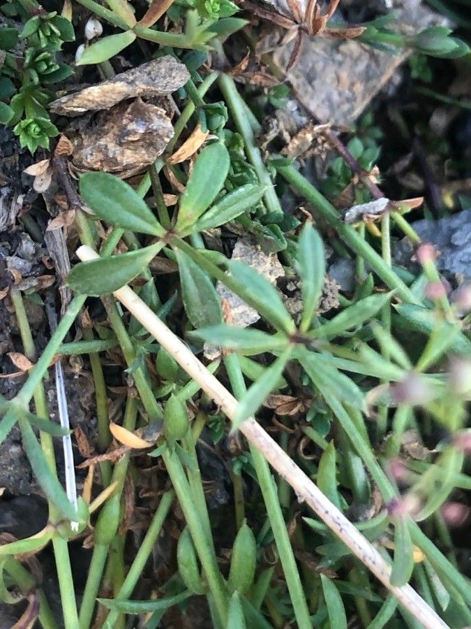 Asperula cynanchica — search result for 'Sweden'