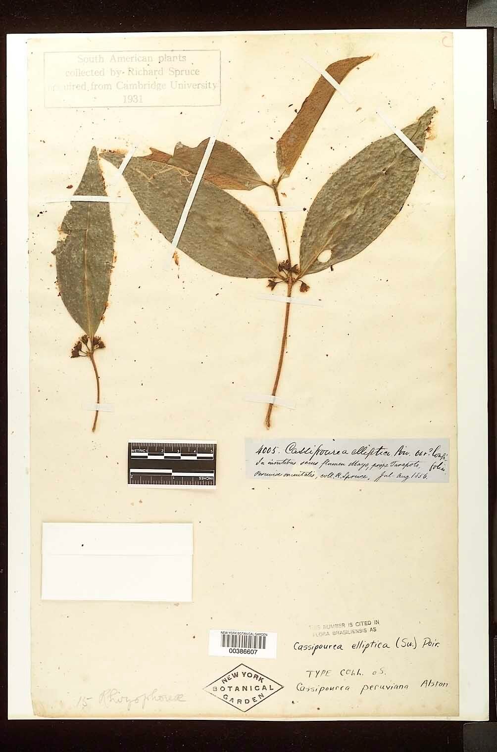 Cassipourea peruviana — search result for 'Cassipourea'