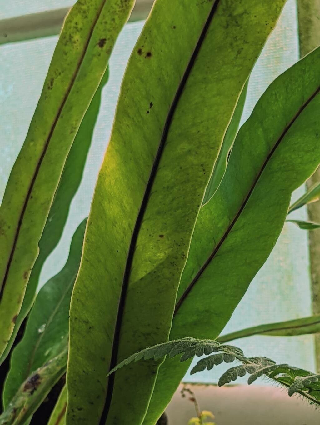 Lepisorus platyrhynchos — search result for 'Lepisorus'