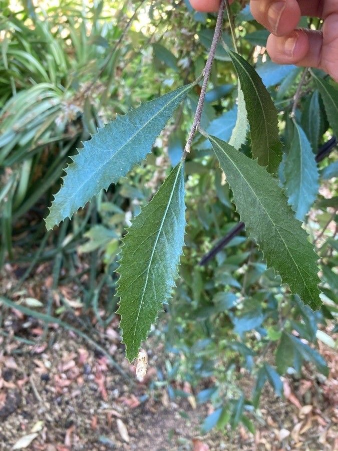 Hoheria sexstylosa leaf